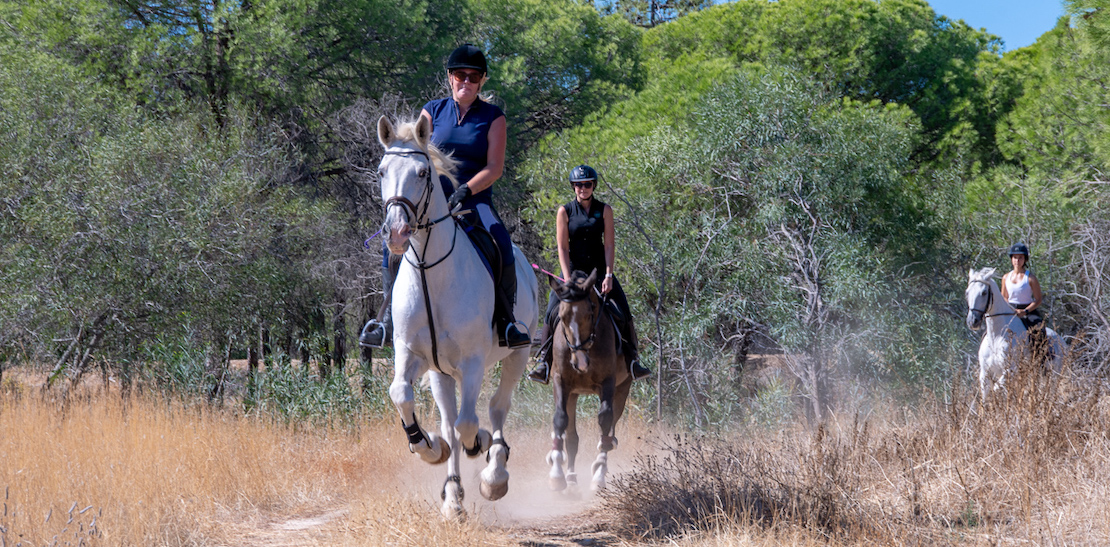 Pine trees horse riding Quinta do Lago 