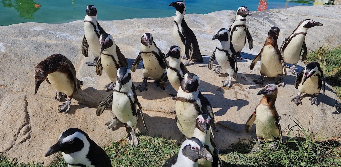 Lagos Zoo Penguins
